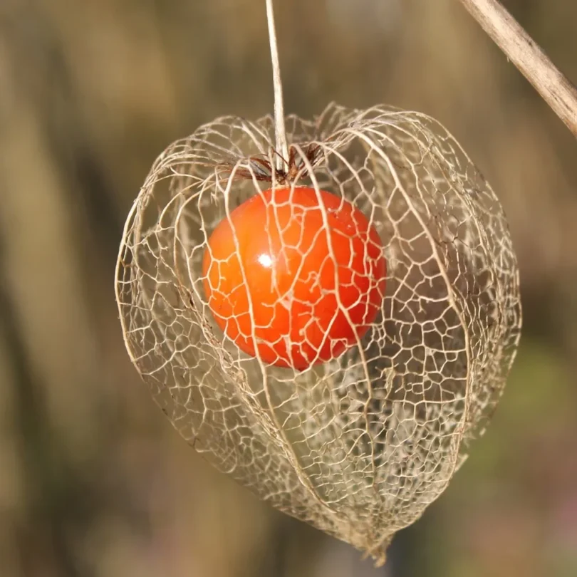 Amour en cage (Physalis alkekengi) Graines