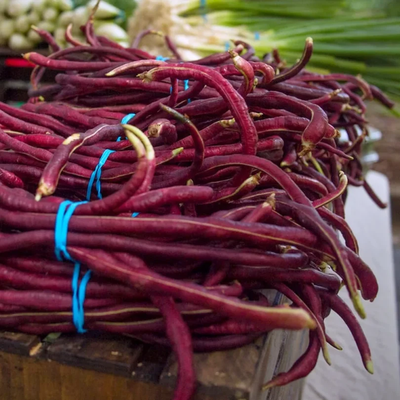 Haricot serpent ‘Red Noodle’ (Vigna unguiculata) Graines