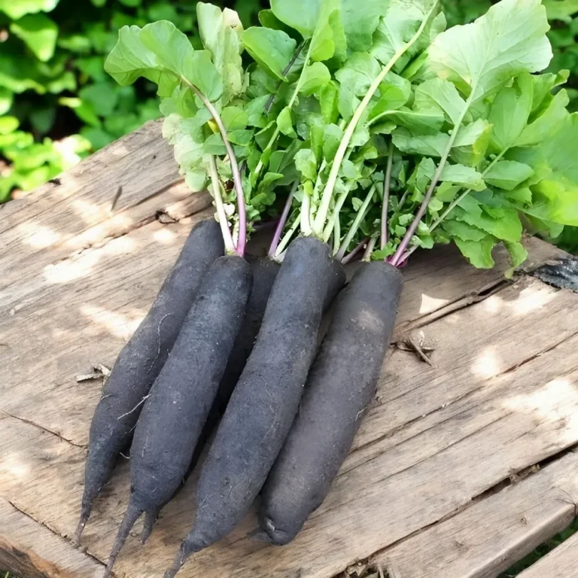 Navet long ‘Noir d’Alsace’ (Variété ancienne) Graines