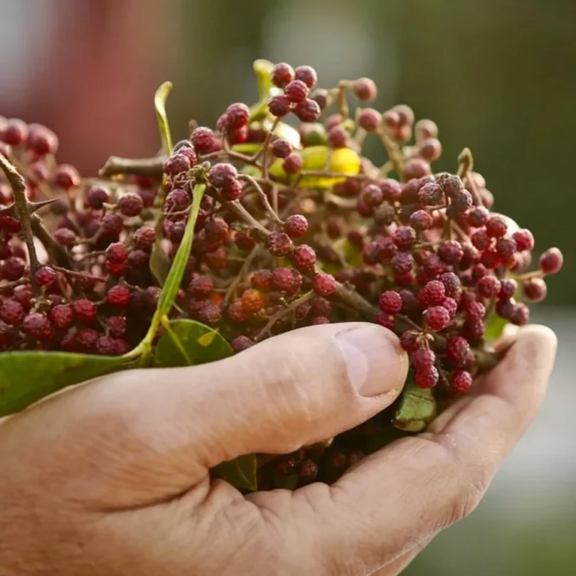 Poivrier de Timut (Zanthoxylum armatum) Graines