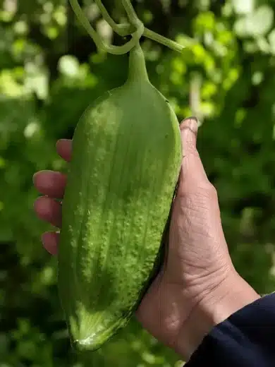 Cyclanthère Géant 'Bolivian Giant' (Cyclantera pedata) Graines