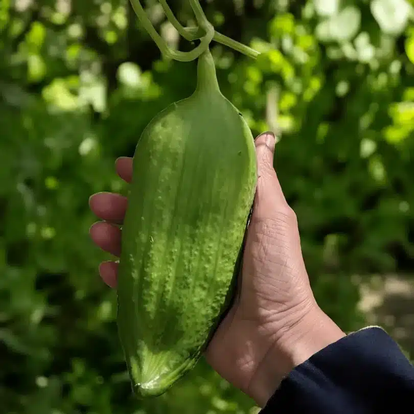 Cyclanthère Géant ‘Bolivian Giant’ (Cyclantera pedata) Graines