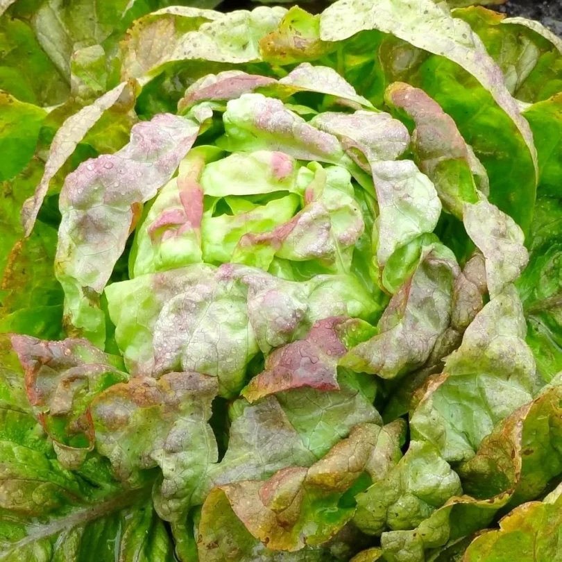 Laitue d’Hiver ‘Passion Brune’ (Variété ancienne) Graines