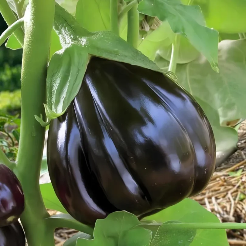 Aubergine ‘Black Beauty’ (Variété ancienne) Graines