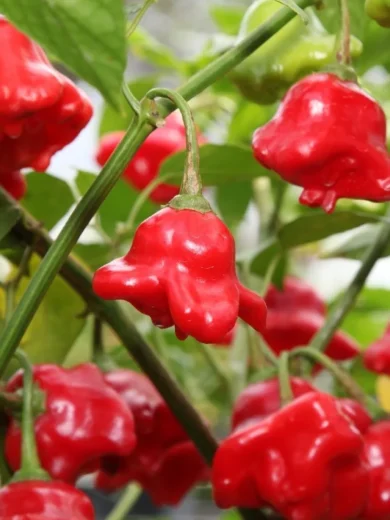 Piment 'Bonnet d’évêque' (Bishop Crown) Graines