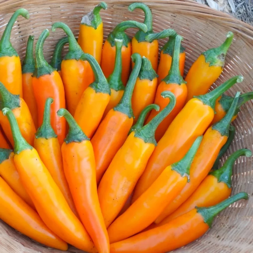Piment ‘Bulgarian Carrot’ (Variété Bulgare Shipkas) Graines