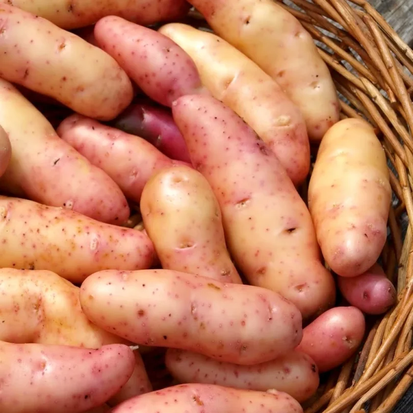 Pommes de terre ‘Corne de Gatte’ (Type ratte) 25 Plants BIO