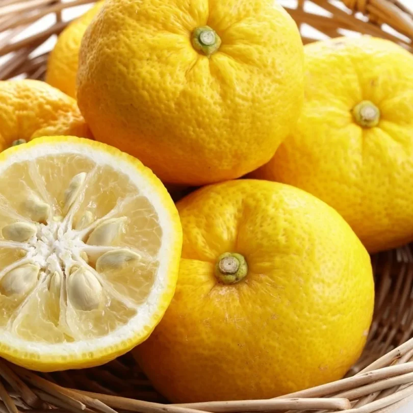 Citronnier Yuzu (Citrus junos) Graines