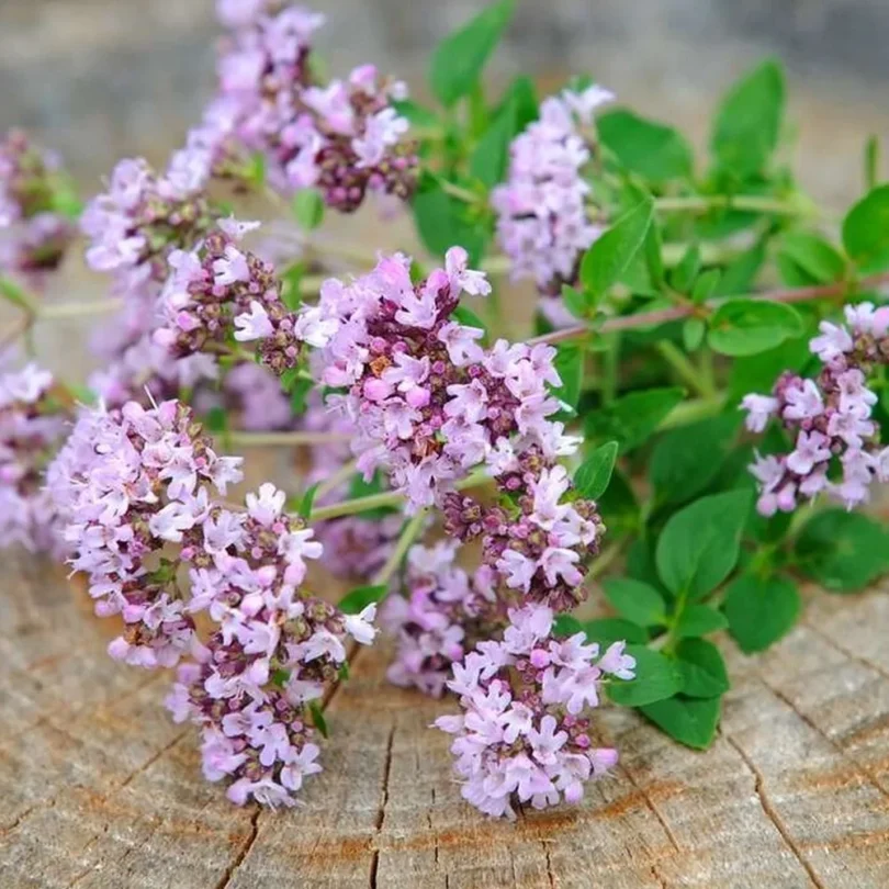 Origan sauvage (Origanum vulgare) Graines