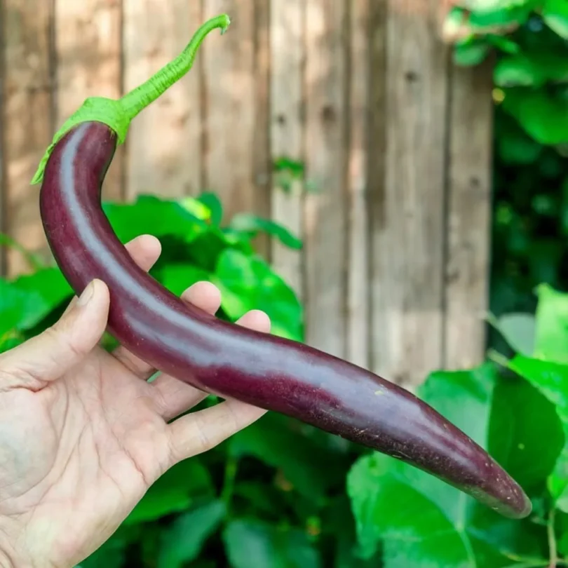 Aubergine ‘Snake Of Mugla’ (Variété ancienne) Graines