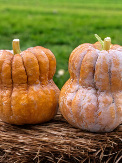 Courge 'Shishigatani' (Variété japonaise ancienne) Graines