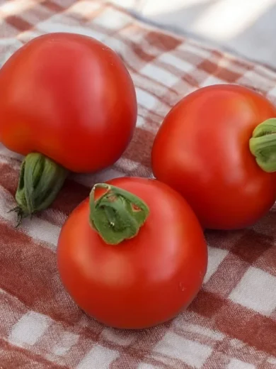 Tomate 'Gloire du Rhin' (Variété ancienne) Graines