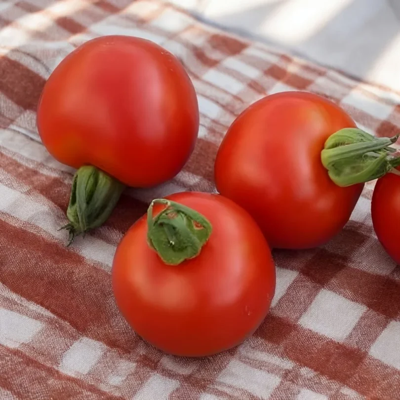 Tomate ‘Gloire du Rhin’ (Variété ancienne) Graines