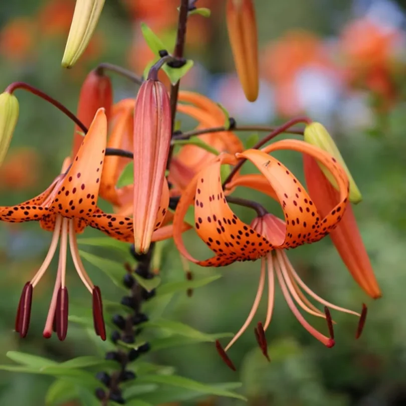 Lis tigré (Lilium tigrinum) Bulbes