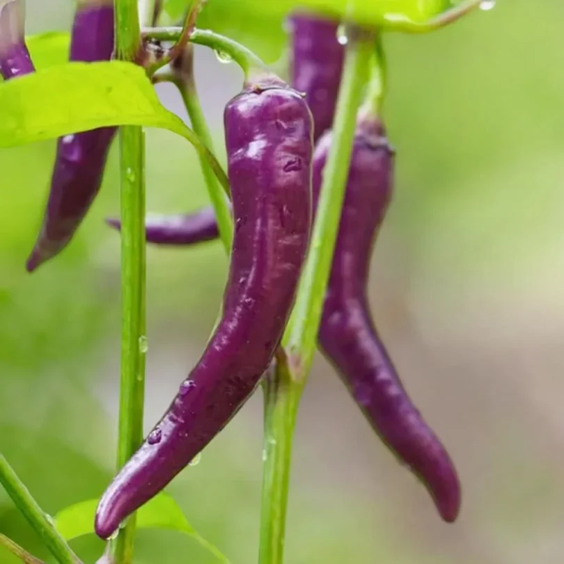 Piment ‘Cayenne Purple’ Graines
