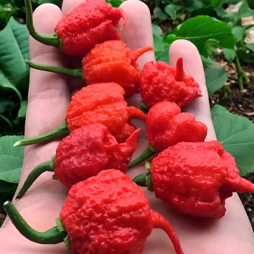 Piment ‘Carolina Reaper’ (Capsicum chinense) Graines