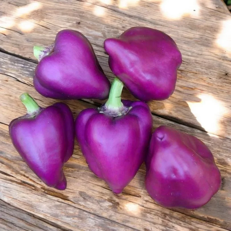 Poivron Violet-Rouge ‘Oda’ (Variété ancienne polonaise) Graines