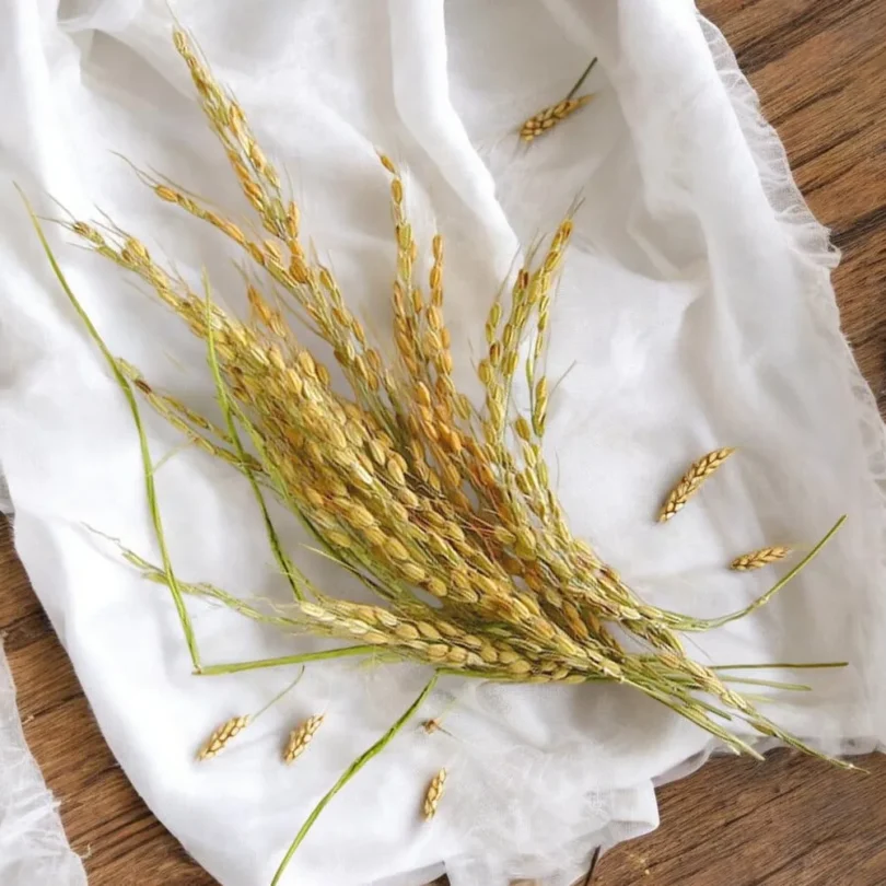 Riz ‘Duborskian’ (Oryza sativa) Graines