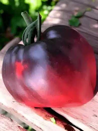 Tomate 'Coeur de Boeuf Bleue' (Variété rare) Graines