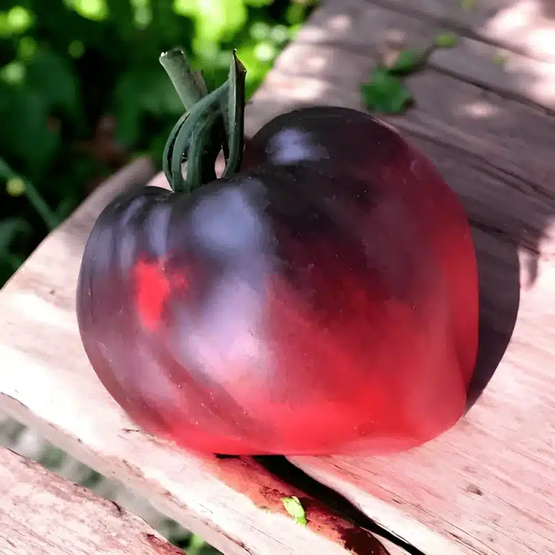 Tomate ‘Coeur de Boeuf Bleue’ (Variété rare) Graines
