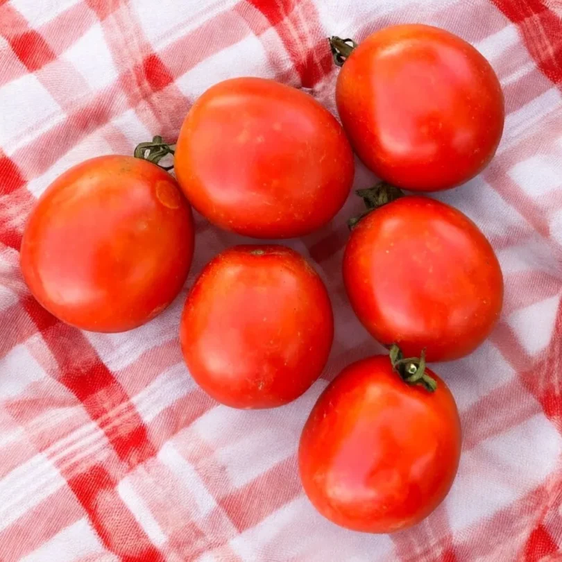 Tomate ‘Précoce de Sibérie’ (Variété ancienne) Graines