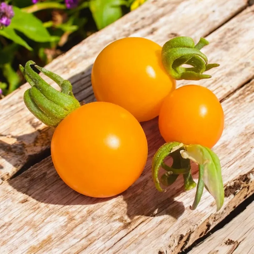 Tomate cerise ‘Sun Drop’ (Variété hâtive) Graines