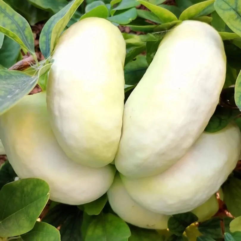 Vigne Chocolat à fleurs blanches (Akebia quinata ‘White Chocolate’) Graines