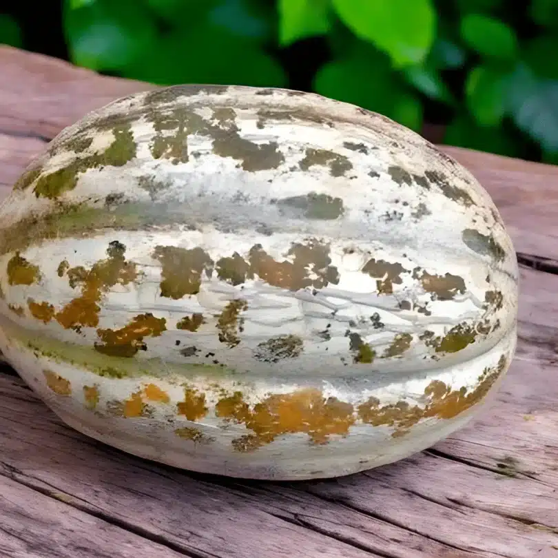 Melon ‘Sucrin de Honfleur’ (Variété ancienne rare) Graines