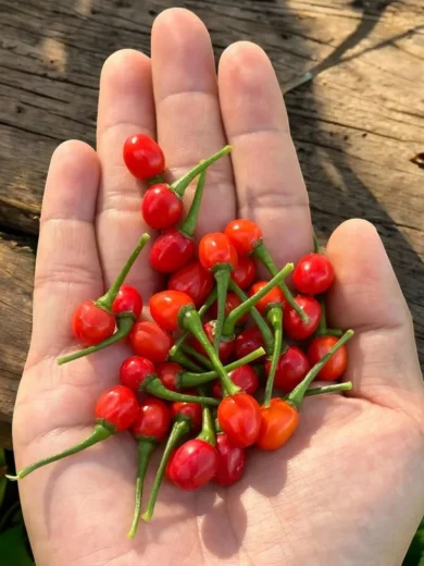 Piment 'Aji Charapita Red' (Variété rare) Graines