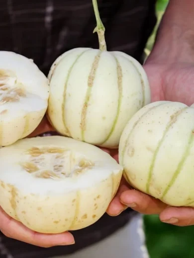 Melon Japonais 'Kiku Chrysanthemum' (Variété Rare) Graines