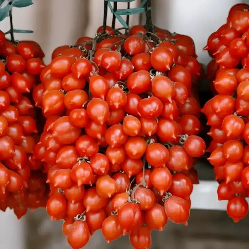 Tomate du Vésuve (Variété ancienne) Graines