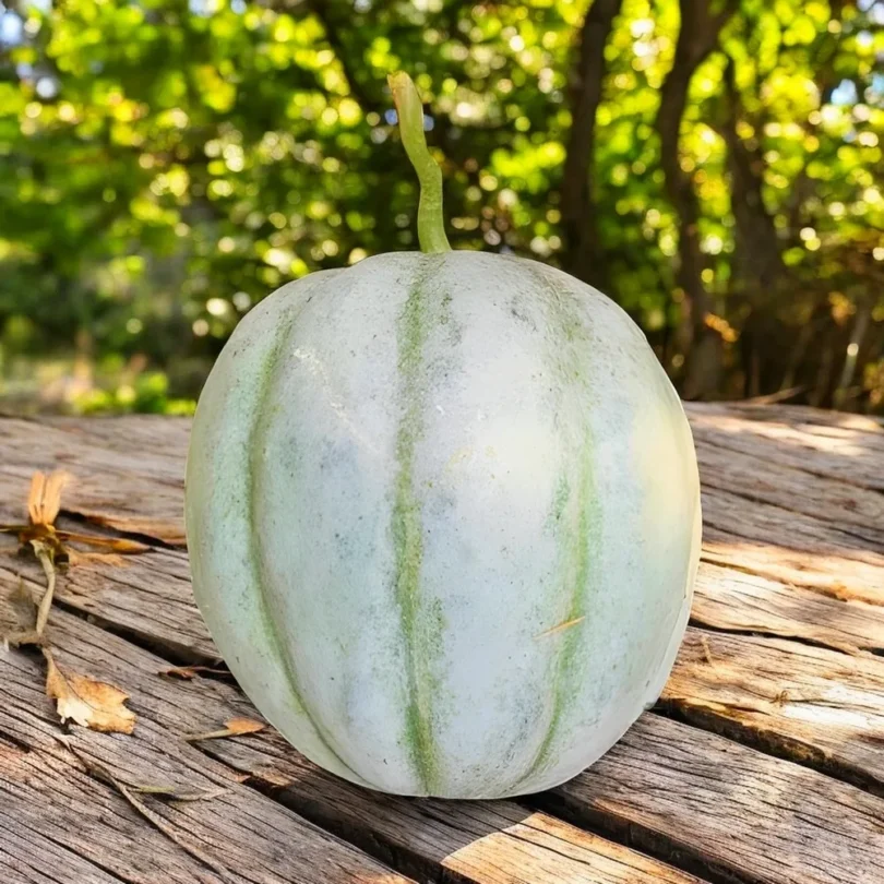 Melon ‘Vieille France’ (Variété ancienne) Graines