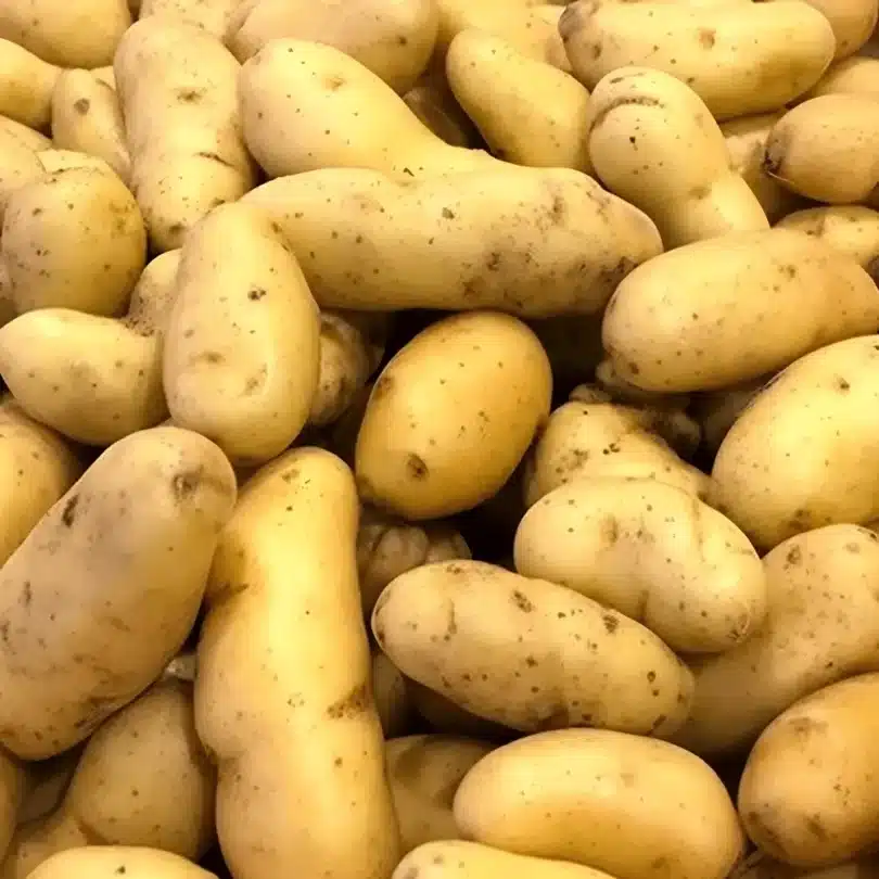 Pommes de terre ‘Ratte’ 25 Plants
