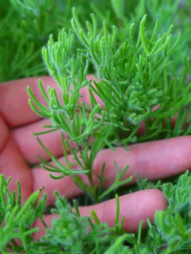 Herbe à Gyros (Artemisia caucasica) Plant