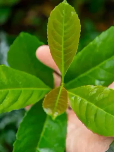 Yerba Maté, Thé du Paraguay (Ilex paraguariensis) Plant