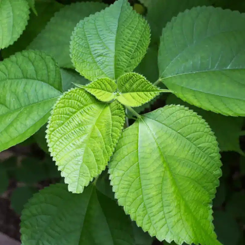 Ramie (Bohemia nivea) Plant