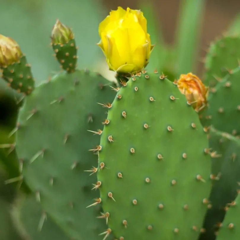 Oponce de l’est (Opuntia humifusa) Graines