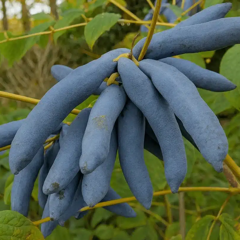 Arbre aux saucisses bleues (Decaisnea fargesii) Graines