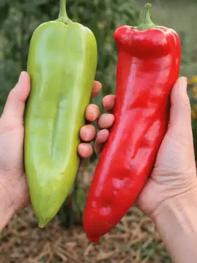 Poivron géant 'Aconcagua' (Variété ancienne Argentine) Graines