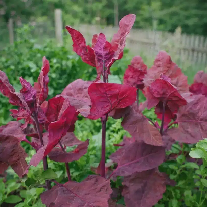 Arroche ‘Rouge d’Alsace’ (Variété ancienne) Graines