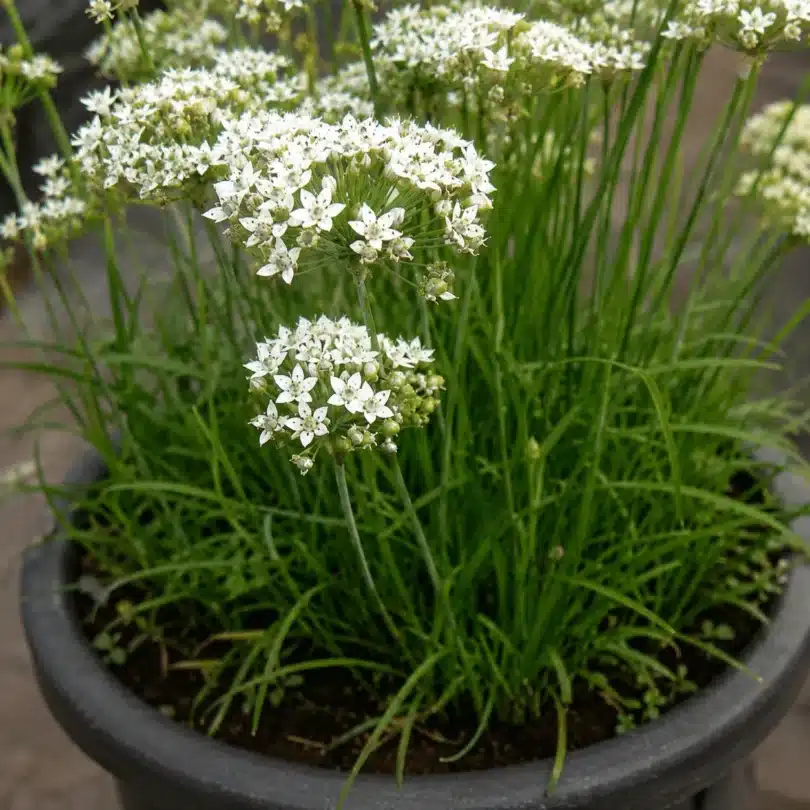 Ail odorant (Allium ramosum) Graines