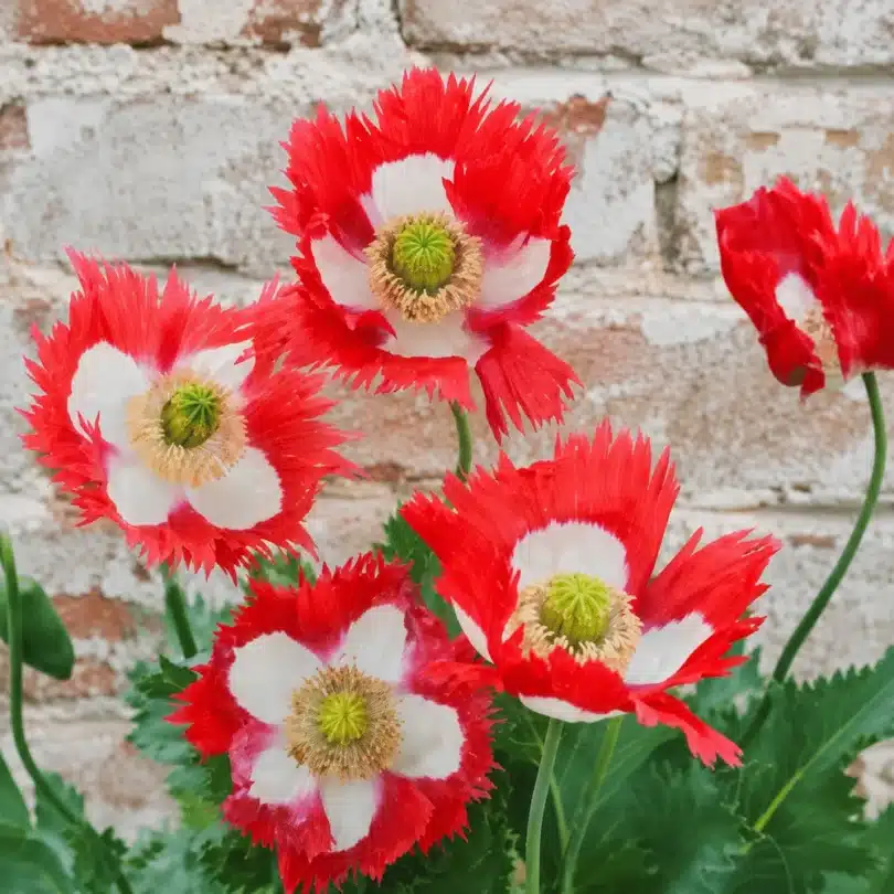 Pavot ‘Drapeau Danois’ (Papaver somniferum) Graines
