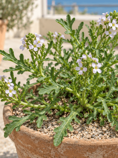 Roquette de mer (Cakile maritima) Graines