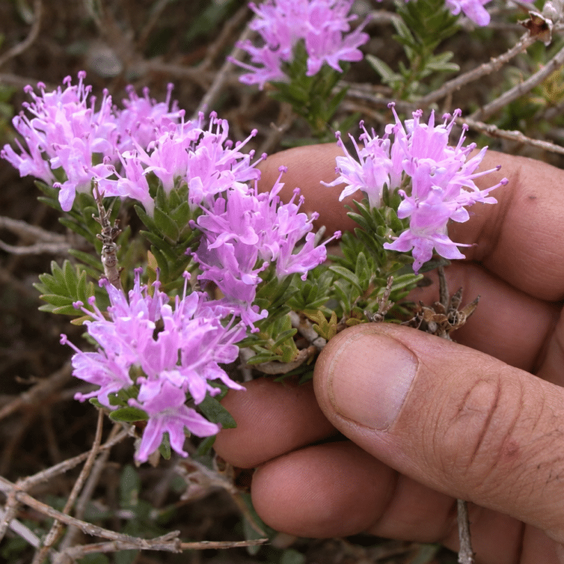 Thym à têtes (Thymbra capitata) Graines