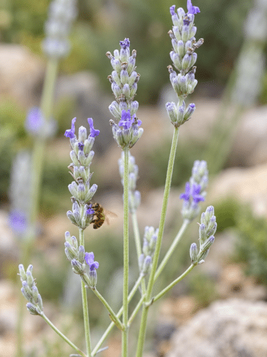 Lavande aspic (Lavandula latifolia) Graines